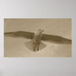 Sepia Gull posters
