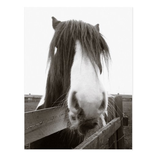 Sepia Horse Portrait Postcard