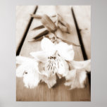Sepia Lily Poster posters