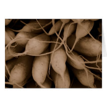 Sepia Radishes Greeting Card