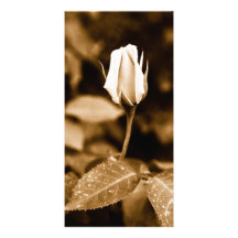 Sepia rose bud customized photo card