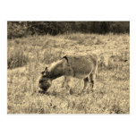 Sepia Tone Donkey  in a Field. Postcard