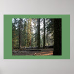 Sequoia Forest Poster