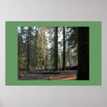 Sequoia Forest Poster