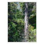 Sequoia Forests cards