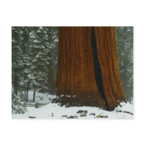 Sequoia Tree in Winter Postcard