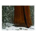 Sequoia Tree in Winter Postcard