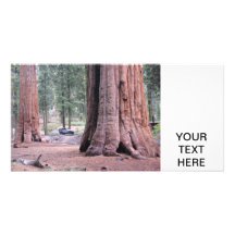 Sequoia  Tree King Customized Photo Card