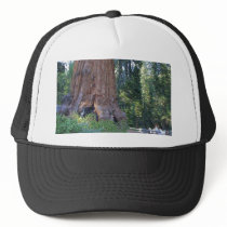 Sequoias Forrests Bark Fences Trucker Hats