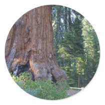 Sequoias Forrests Bark Fences Sticker