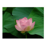Serene Hawaiian Flower Postcard