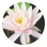 Serene Water Lilly stickers