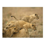 Serengeti National Park, Tanzania 2 Postcard