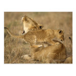 Serengeti National Park, Tanzania Postcard