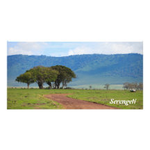 Serengeti Picture Card