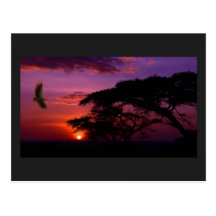 Serengeti Sunset Postcard