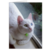 Serenity by Window card