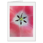 Serenity Greeting Card