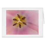 Serenity Greeting Cards