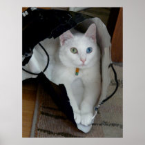 Serenity in Bag poster