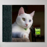 Serenity in Cat Tree poster