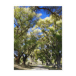 Serenity. Post Cards
