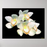 SERENITY PRINT