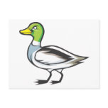 Serious Mallard Duck Bird postcards