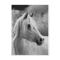 Serne Composition Postcards