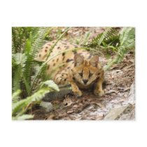 serval 019