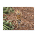 serval 046 postcard