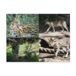 Serval Postcards