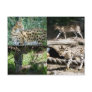 Serval Postcards