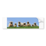 seven curious rasta sheep bumper stickers