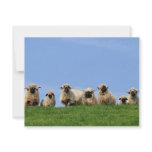 seven curious rasta sheep invitations