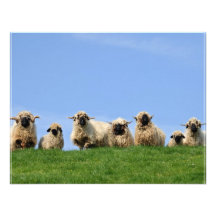 seven curious rasta sheep personalized announcements