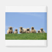 seven curious rasta sheep magnet