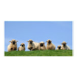 seven curious rasta sheep photo cards