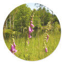 Several Beautiful Purple Finger Flowers In Grass stickers