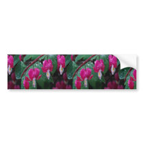 Several flowers of bleeding heart plant and water bumper stickers