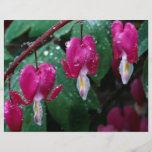 Several flowers of bleeding heart plant and water full color flyer