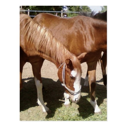 Several Horses Eating Postcards
