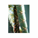 Several Thorns On A Cactus Photo Cutout