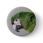 Severe Macaw Button