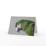 Severe Macaw Greeting Card