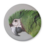 Severe Macaw Magnet