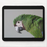 Severe Macaw Mousepad
