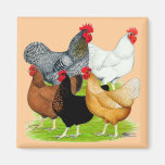 Sex-linked Chickens Quintet Fridge Magnet