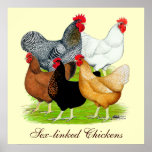 Sex-linked Chickens Quintet Posters