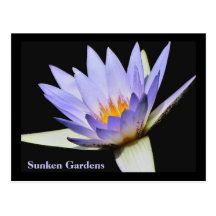 SG Blue water lily Postcard #250N   0250